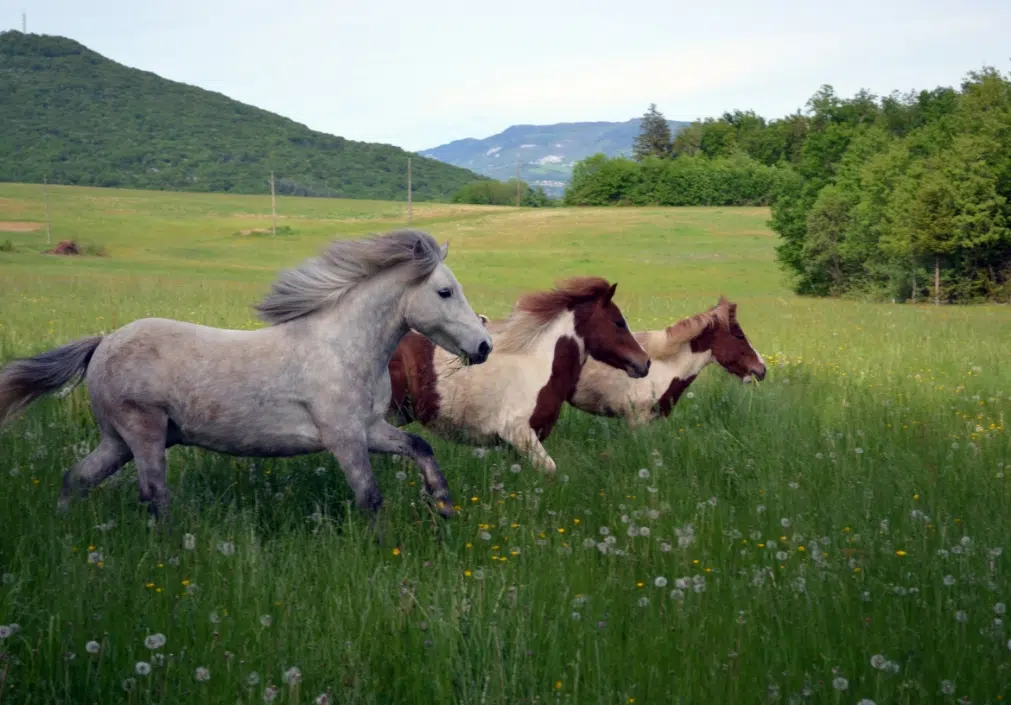 Le bien-être animal : Des conditions de vie au plus proche du naturel Le bien-être animal : Des conditions de vie au plus proche du naturel