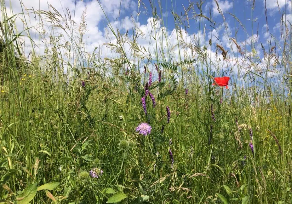 Les Écuries de Botilly, une exploitation agricole pour équidés Les Écuries de Botilly, une exploitation agricole pour équidés