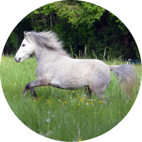 Ecuries de Botilly, le cheval : le coeur de notre pratique Ecuries de Botilly, le cheval : le coeur de notre pratique
