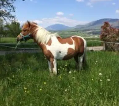 IZMIR DE BOTILLY